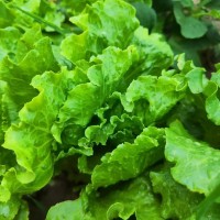 看似普通的蔬菜西安桑拿解鎖它們的營(yíng)養(yǎng)吃出健康底氣