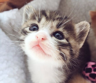 低空無人機測繪:高效、精確、廣泛應用的新興技術